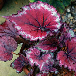 Begonia Rex - Stained Glass - red leaves with a white edging